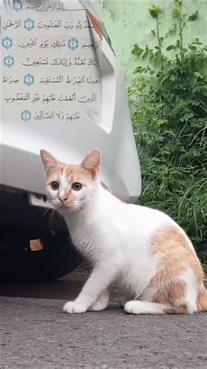 🔴KUCING LUCU IMUT DAN MUROTTAL 5🌹#kucinglucu #kucingimut #funnycat #cutecat #murottal