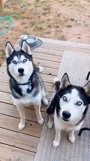 The most handsome husky BFFs @exploringwithhuskies @jjheezy17 (credit@tuckerleojules)#dogsoftiktok #fy #fyp #foryou #husky #dog #cute #bestfriend