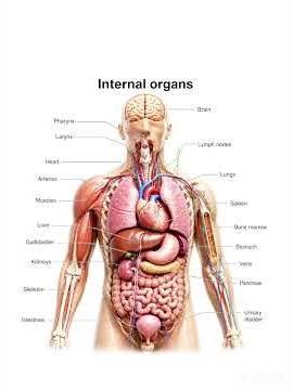 human body parts #HumanBody #BodyParts #Anatomy #Science #MedicalEducation #3DAnimation