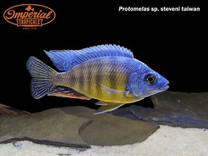 Taiwan Reef (Protomelas sp. Steveni Taiwan) - shop Imperial Tropicals