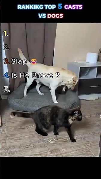 Top 5 Cats vs Dogs 🐱🐶 | Which Pet Wins?
