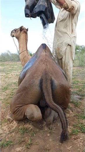 Camel🐪 Enjoys a Refreshing Water Bath in the Desert Heat