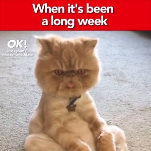 96K views · 1.4K reactions | What day even is it?  | OK! Magazine UK | Facebook