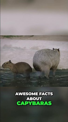 Capybaras: 10 Amazing Facts About the World's Largest Rodents