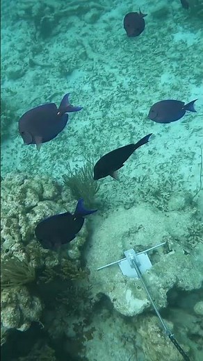 Cruise Excursion Shorts - Carnival Grand Turk Snorkel and Stingray Adventure Shore Excursion