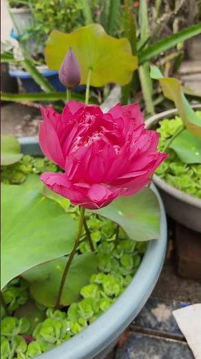 How to grow lotus plant at home.🪷