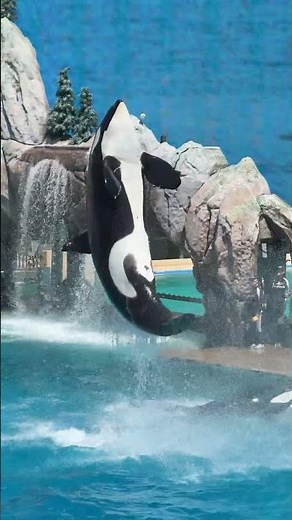 The Perfect Day at SeaWorld San Diego