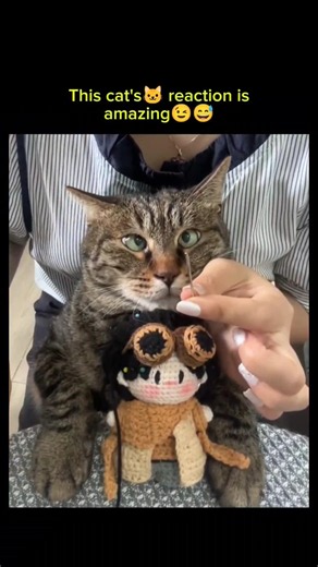 🐱Cat's reaction wow😱😅 #cat #shorts #funny #explore #reaction
