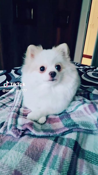 andji mihailova (@andji_top777)’s videos with Mrazish - Azis