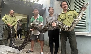 Python handed over to authorities after decades in captivity - VnExpress International
