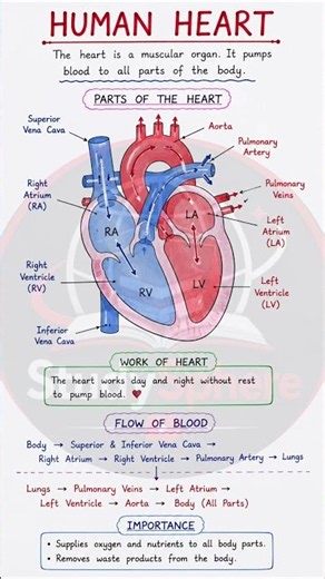 Human Heart Explained ❤️ | Parts, Function & Blood Flow #shorts