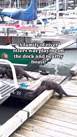 Playful otter family adventure in Seward Harbor – wildlife in action