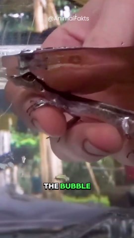 Animal Fakts on Instagram: "Anoles spend up to 18 minutes underwater, using oxygen bubbles from their heads 🦎 #animalfacts #wateranole #reptiles #animals #didyouknow #anoles"