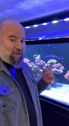 We finally got our hands on a baby megalodon specimen from Tartarian waters. #megalodon #shark #apexpredator #fishtank