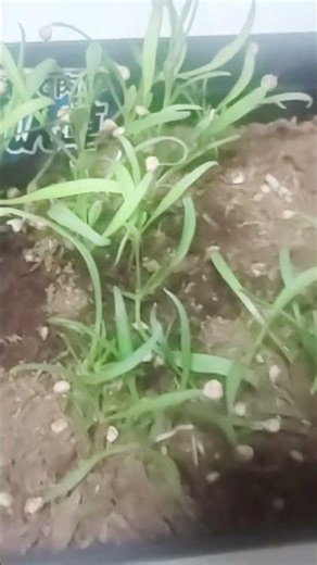 【ほうれん草育成記録🌱】#家庭菜園#ほうれん草