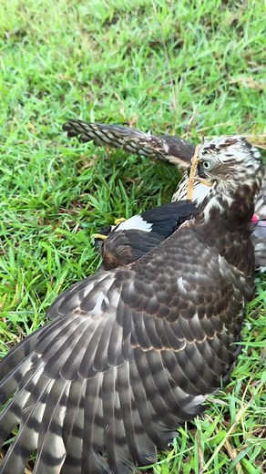2.1M views · 4.2K reactions | falconer attacks bird ...