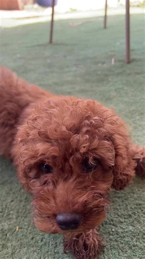 dogs_in_israel ב-TikTok