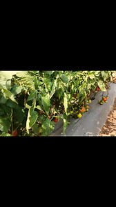 171K views · 2.5K reactions | Agriculture India on Reels | Facebook