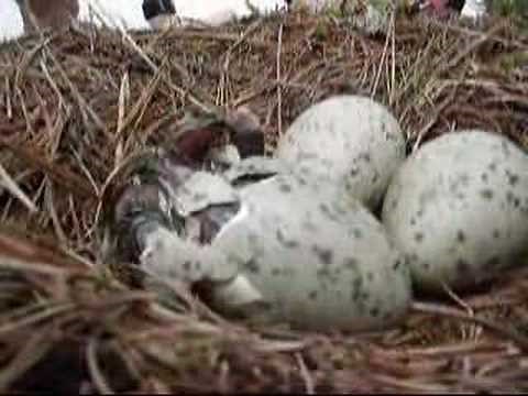 Seagull Chicks Hatching