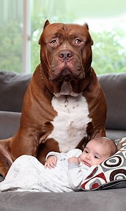 55M views · 2.5K reactions | THE owners of the world’s biggest pitbull are so trusting that they allow the twelve-stone dog to babysit their newborn son. Marlon and Lisa Grennan will even let world-famous Hulk lick and watch over their tiny boy, Jackson. DarkDynastyK9s | Dog Dynasty | Facebook