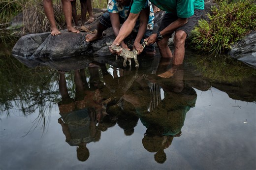 Photos: Indigenous elders push for comeback of the revered Philippine crocodile