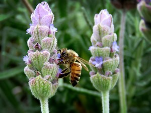 Imminent Insect Demise Means Global Food Web Is On Verge Of Collapse - CleanTechnica