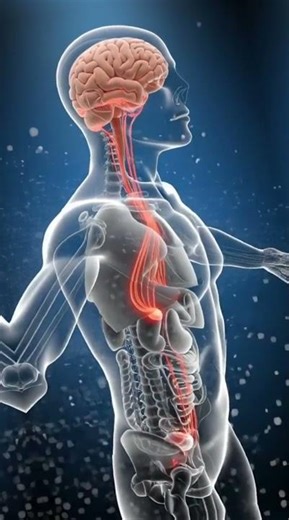 Weight Loss Causes Brain Inflammation in Middle Age(GeroScience, 2025 — Ben-Gurion University)
