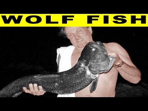 WOLF FISH - Amazon River Monsters
