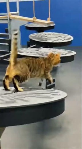 Cat Challenge Series: The Funniest Feline Competitions Ever