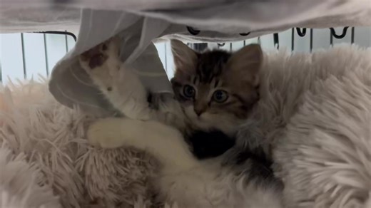 2.4K views · 139 reactions | Congratulations to the 33 animals that found homes last week! We had so many amazing pets leave last week, and we are excited for what this week holds! We have adoption appointments on Tuesday, Wednesday and Friday of this week. All adoptables can be viewed at: www.24petconnect.com using the shelter search function by expanding your search radius to 50+ miles and using the Palmer Zip Code. | Mat-Su Animal Shelter | Facebook