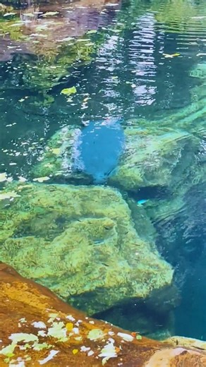 Watch this adorable rescue baby manatee enjoying fresh lettuce on its journey to recovery. Witness the magic happening up close as this gentle giant grows stronger every day! 💙 Like if you love manatees and wildlife rescue 💬 Comment your favorite animal rescue story 🔄 Share to spread love for wildlife conservation 📲 Follow for more heartwarming travel and animal adventures #manatee #manateelove #manatees #rescue #rescueanimals #animals #animallover #cuteanimals #animales #animalsofinstagram 