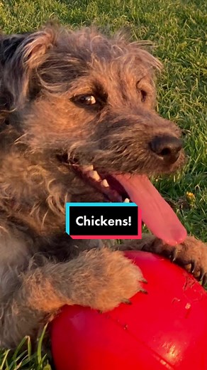 Chickens and puppers! 💛✨ #chickens #doggos #puppers #Kinnegad #circuscorvenio #westmeath #irishcircus #clown #irish #ireland #playtime #walkies #circustent #chihuahua #husky #terrier #jam #toast #mrpotassium