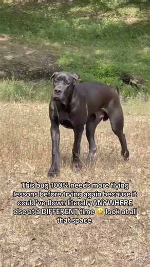 Great Danes Gone Wild 🤪 | Giant Dogs With Zero Chill