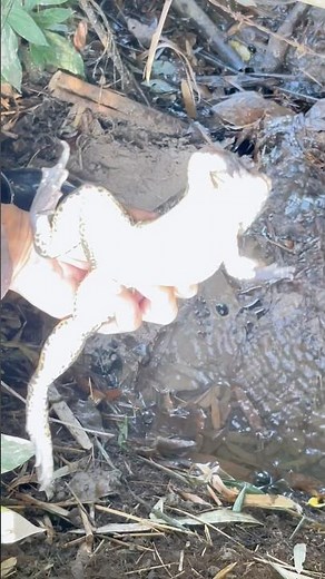 Great shot of a big frog #eating in a simple way