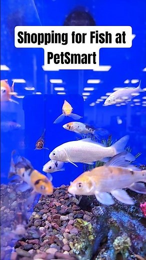 PetSmart Fish: The Final Frontier #aquarium #aquaticpets #fishpetfun #fish #aquascape #fishtank