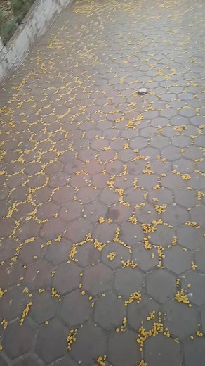 Effective Leaf Blower Techniques for Outdoor Cleaning