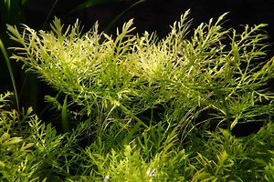 Water Wisteria Care Guide (Hygrophila difformis) - Fish Laboratory