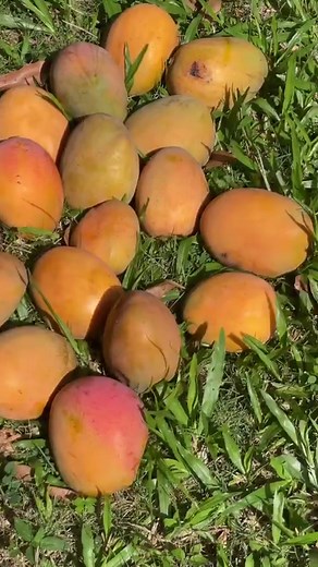 Julie mango application post🥭 No matter where we are in the world Caribbean people are marked by their shared love for this gorgeous fruit.🇯🇲🇹🇹🇬🇾🇺🇸 What are some of the ways you enjoy mangoes? #mangoseason #juliemango #jamaicansdotcom #mangotime #caribbeanamericanheritagemonth #tropicalfruits | Jamaicansdotcom