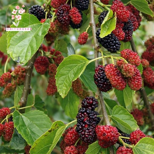 50 Black Mulberry Tree Seeds, Sweet Dark Berries, Fruit Tree for Home Gardens - Etsy