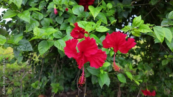 Hibiscus tree with red hibiscus flowers