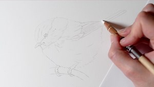 A 2 hour drawing condensed into a 1 minute timelapse. This beautiful little willow tit was such a sweet bird to draw (now available as a tutorial). I don’t post simple sketches like this very often but it made a fun change and I hope you like it ☺️ | Claire Milligan Wildlife Artist