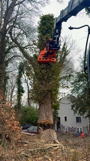 Our BIGGEST Residential Tree Job Yet (Done in Just 3 Days!)