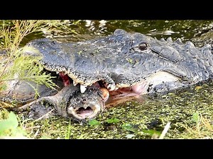 Alligator Eating Snapping Turtle