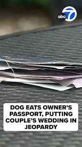 19K views · 122 reactions | "My dog ate my homework" is one of the oldest excuses in the book, but "My dog ate my passport" may be a new one. That's exactly what one Massachusetts couple said happened and it is now threatening their chance to get married in Europe. https://abc7.la/3sgeKBH | ABC7 | Facebook