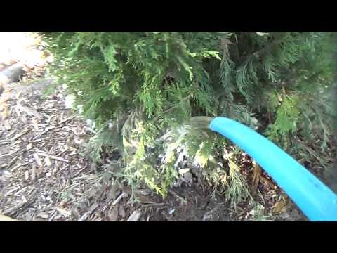 Spider mite solutions