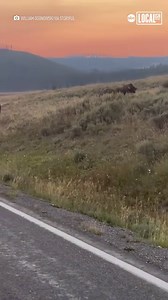 4K views · 39 reactions | These park visitors witnessed a dramatic Bison encounter  怜 | Localish | Facebook