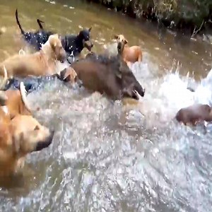 19K views · 174 reactions | Big boar is chased by dogs - Nature Diary #NatureDiary #Bigboar #dogs | Nature Diary | Facebook
