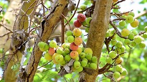 Ficus Racemosa, one of genus ficus fruit. Popularly known as the cluster fig tree, Indian fig tree or gular fig