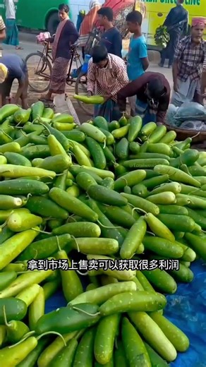 #Why use a toothpick to prick the roots of a watermelon#15433