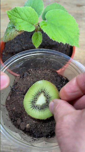 KIWI - Planting 2 Methods